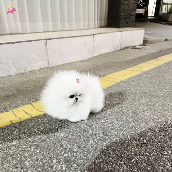 Kar Beyazı Mini Poodle Pomeranian Bebeklerimiz