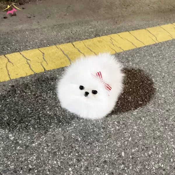 Kar Beyazı Mini Poodle Pomeranian Bebeklerimiz