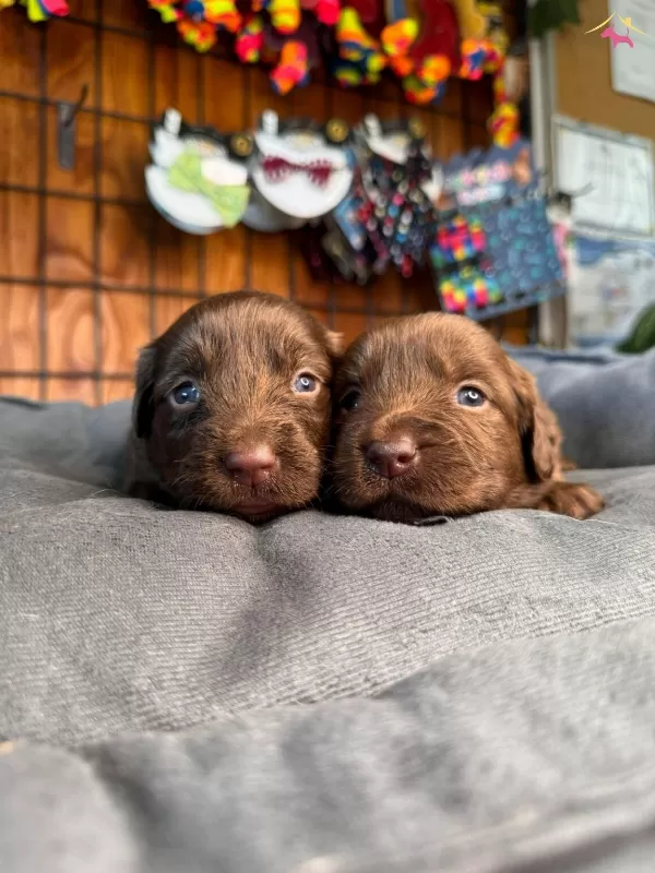 Safkan Chocolate Ve Siyah Labrador