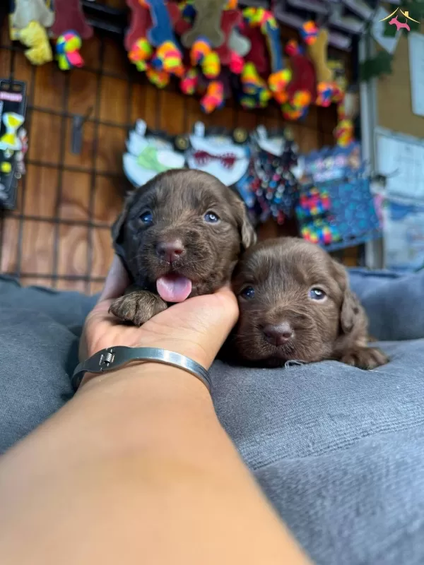Safkan Chocolate Ve Siyah Labrador