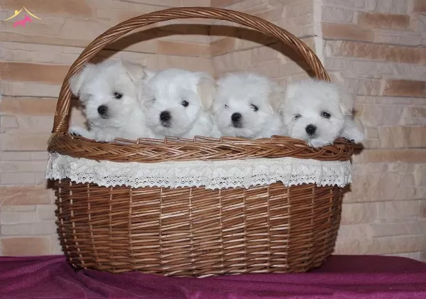 Sıfır Numara Maltese Bebeklerimiz