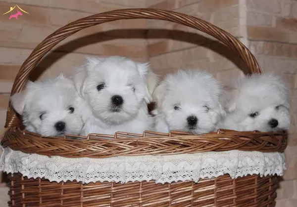 Sıfır Numara Maltese Bebeklerimiz