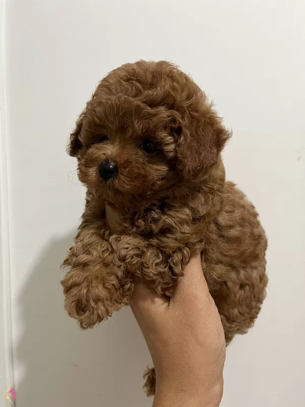 Kore Teacup bebeğim Cilek