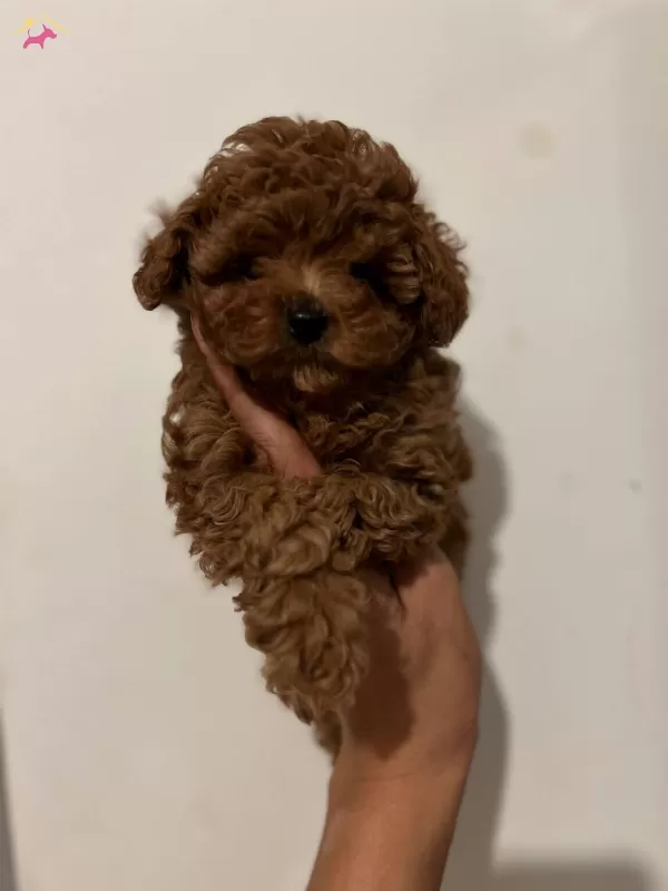 Kore Teacup bebeğim Cilek