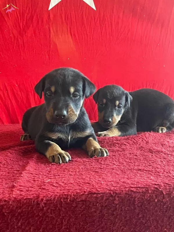 King Doberman Yavrularımiz