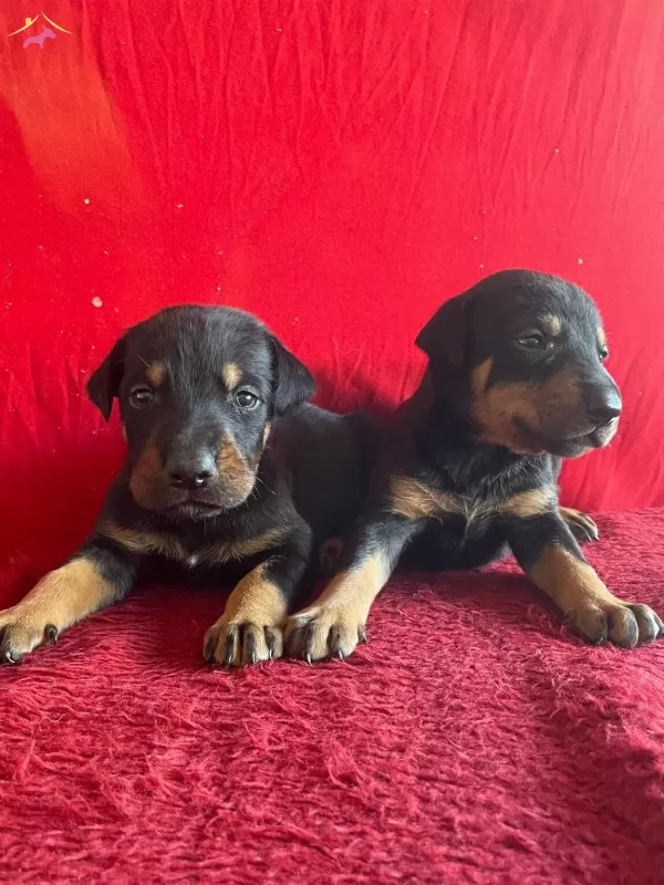 King Doberman Yavrularımiz