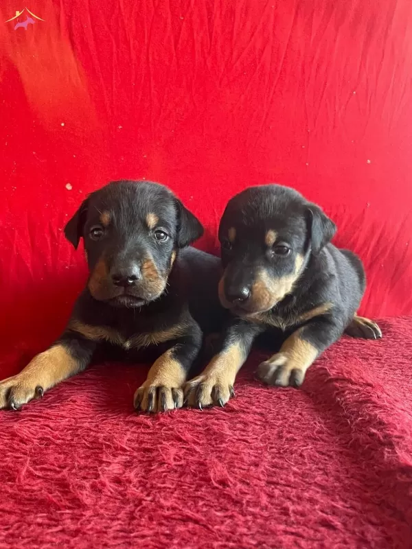 King Doberman Yavrularımiz