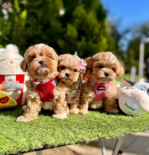Dizayn Irk Büyümeyen Maltipoo Bebekler