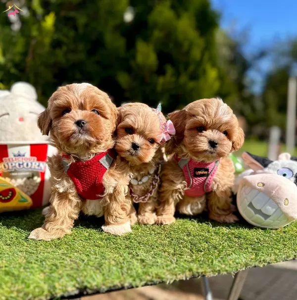 Dizayn Irk Büyümeyen Maltipoo Bebekler