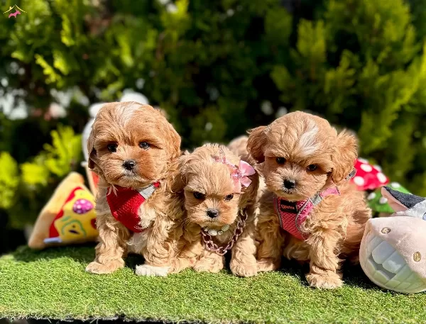 Dizayn Irk Büyümeyen Maltipoo Bebekler