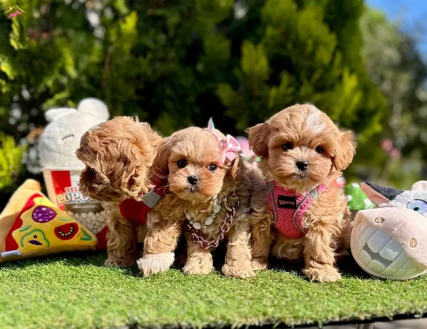 Dizayn Irk Büyümeyen Maltipoo Bebekler