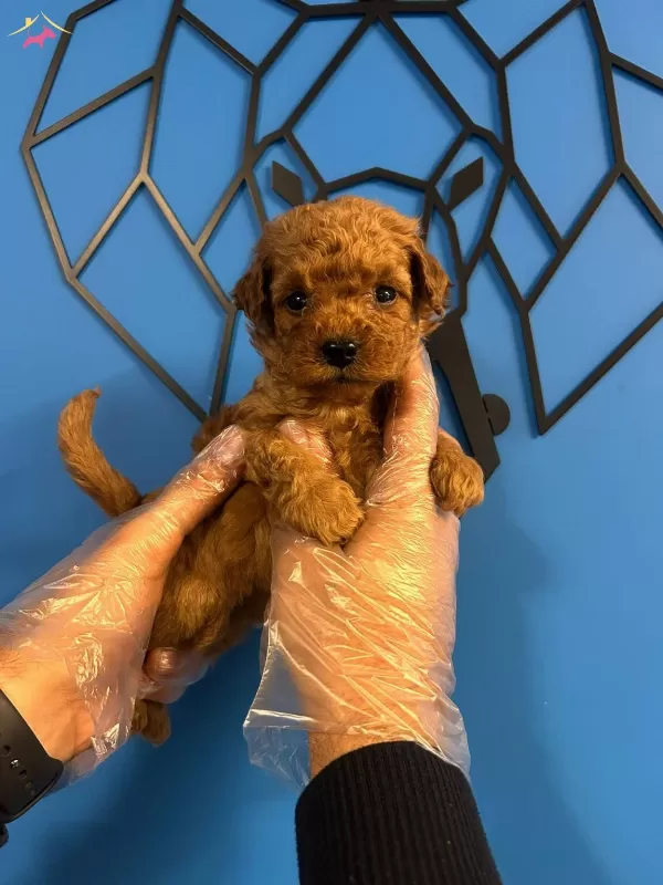 Minik Sevimlilik Bombasi Oyuncu Toy Poodle Bebekler