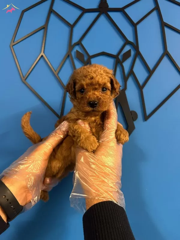 Minik Sevimlilik Bombasi Oyuncu Toy Poodle Bebekler