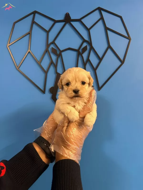 Tam Bir Sevgi Topu Sevimli Ve Oyuncu Maltipoo Bebekler