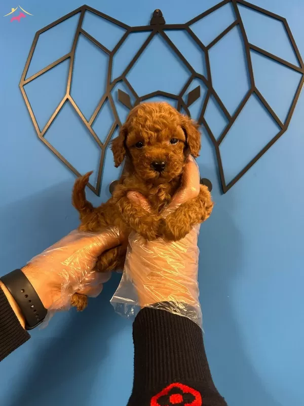 Kucakta Tasinacak Mutluluk Asiri Sevimli Toy Poodle Bebekler