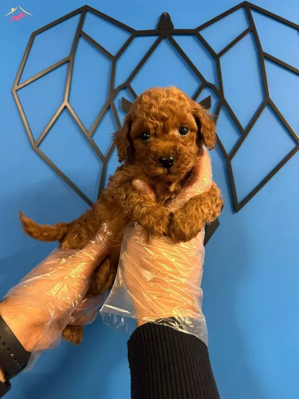 Kucakta Tasinacak Mutluluk Asiri Sevimli Toy Poodle Bebekler