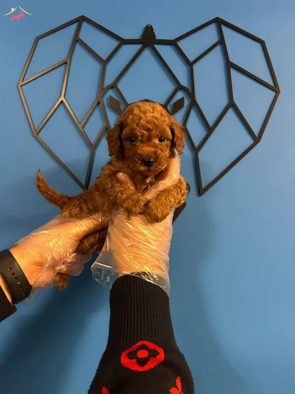 Kucakta Tasinacak Mutluluk Asiri Sevimli Toy Poodle Bebekler