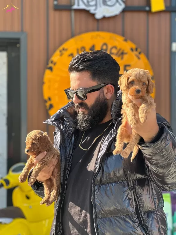 Tasarım Harikası Maltipoo Yavruları