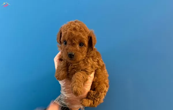 Kore Tea Cup Red Browne Poodle Bebeklerimiz