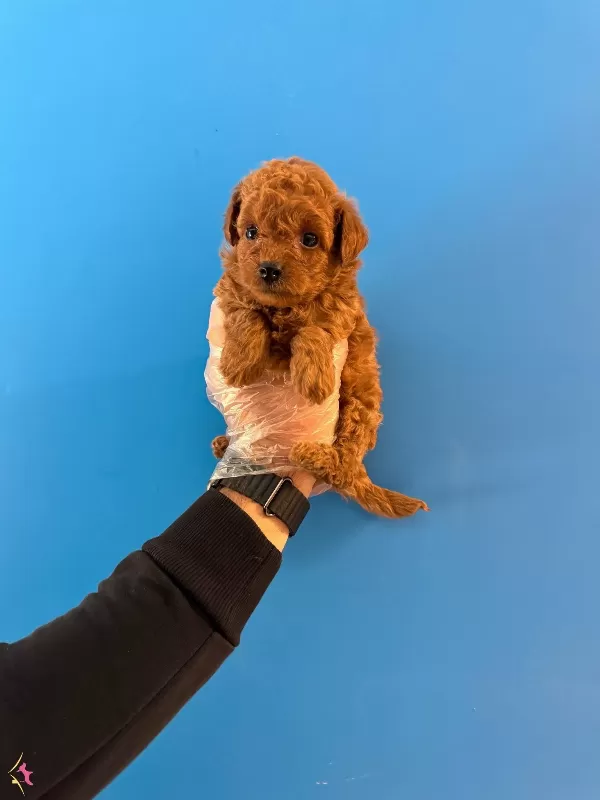 Kore Tea Cup Red Browne Poodle Bebeklerimiz