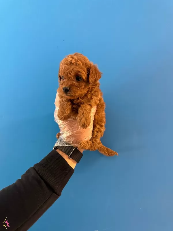 Kore Tea Cup Red Browne Poodle Bebeklerimiz