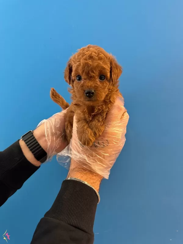 Kore Tea Cup Red Browne Poodle Bebeklerimiz