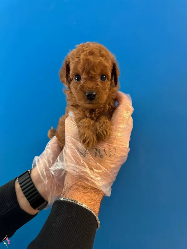 Kore Tea Cup Red Browne Poodle Bebeklerimiz