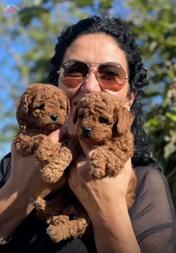Red Brown Red Apricot Renk Secenekleri Ile Poodle Yavruları