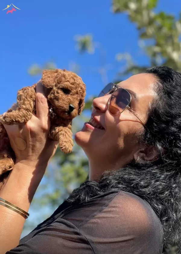 Red Brown Red Apricot Renk Secenekleri Ile Poodle Yavruları