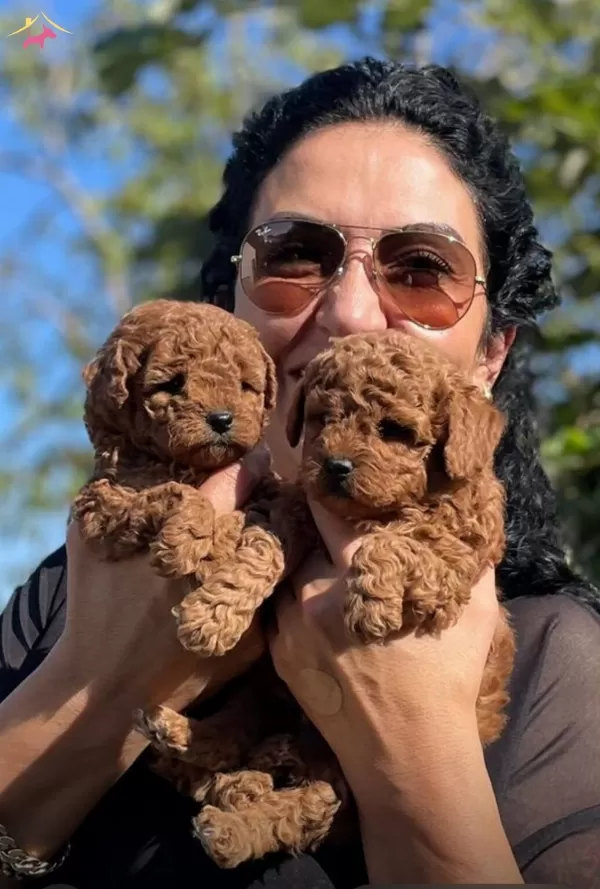 Red Brown Red Apricot Renk Secenekleri Ile Poodle Yavruları
