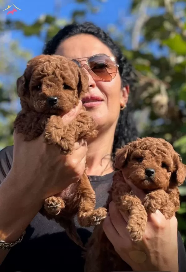 Red Brown Red Apricot Renk Secenekleri Ile Poodle Yavruları