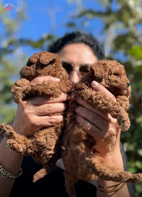 Red Brown Red Apricot Renk Secenekleri Ile Poodle Yavruları