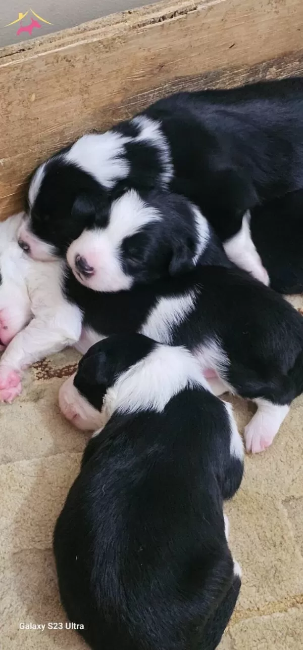 Irk Garantili Border Collie Yavrularımız