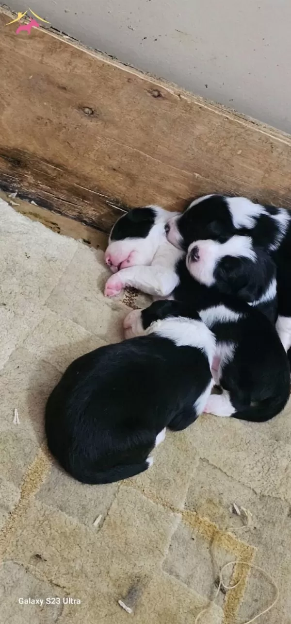 Irk Garantili Border Collie Yavrularımız