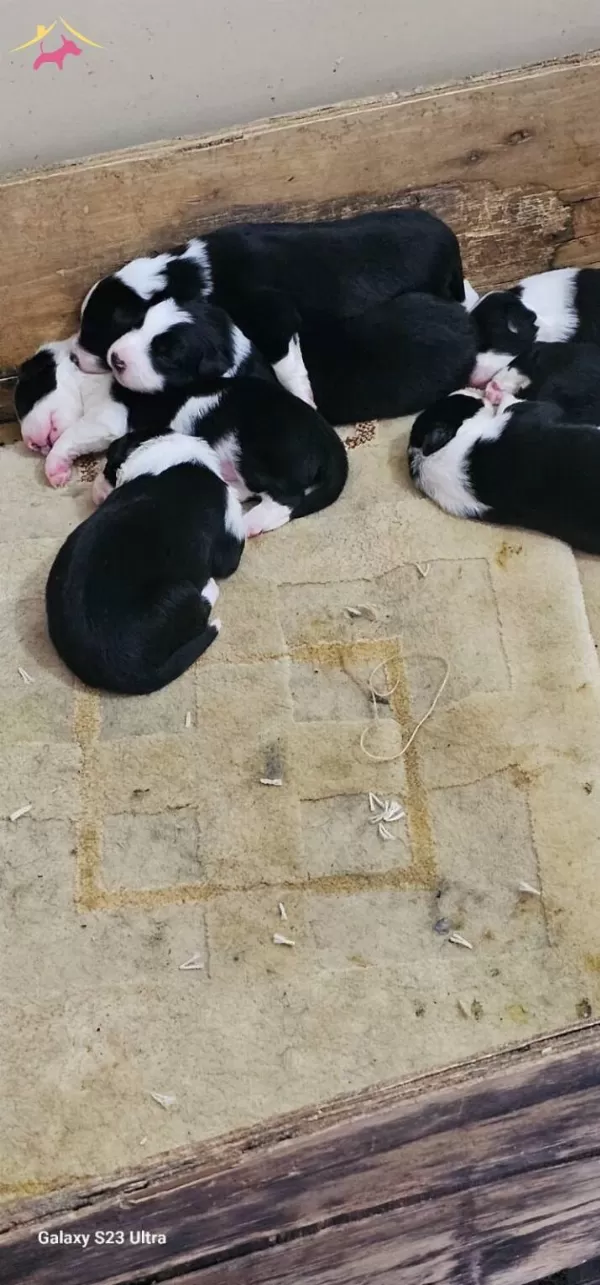 Irk Garantili Border Collie Yavrularımız
