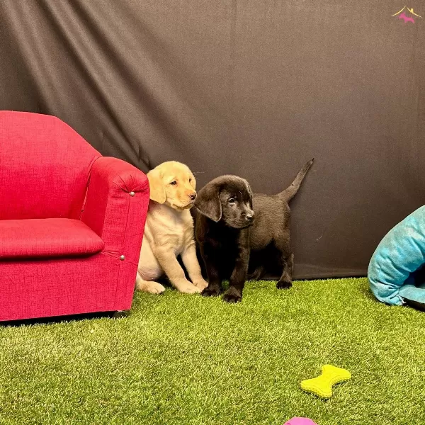 Birinci Sınıf Labrador Yavruları
