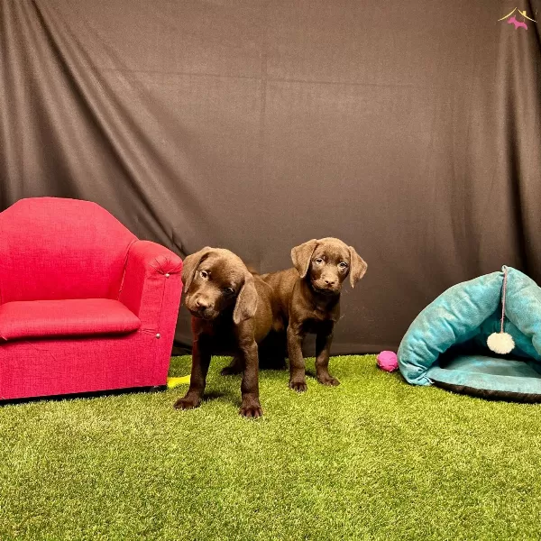 Birinci Sınıf Labrador Yavruları