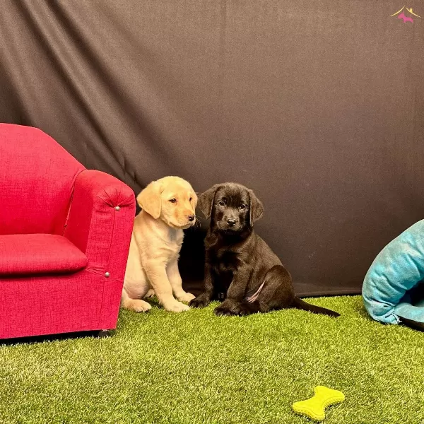 Birinci Sınıf Labrador Yavruları