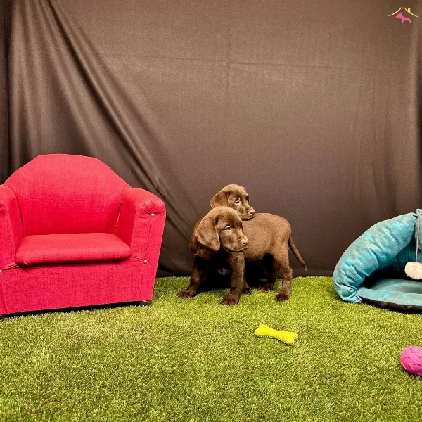 Birinci Sınıf Labrador Yavruları