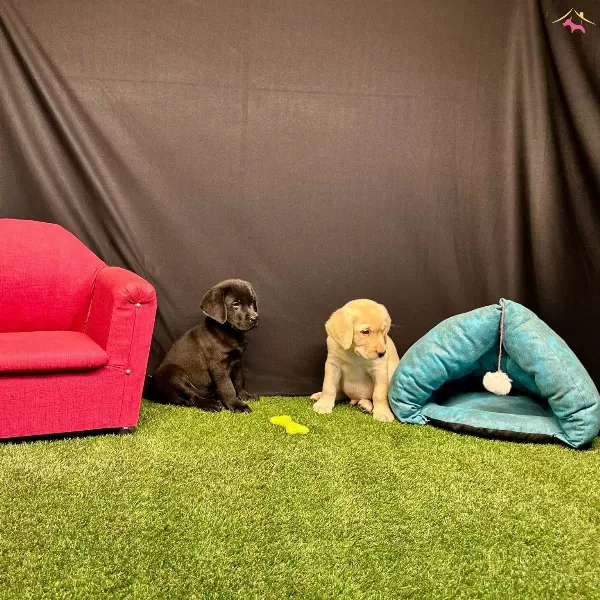 Birinci Sınıf Labrador Yavruları