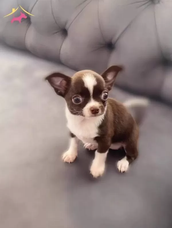 Mini Teacup Şivava Çikolata Beyaz