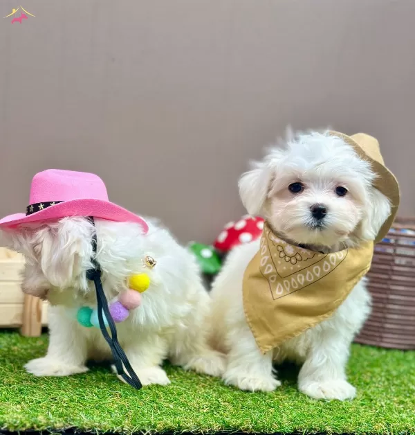 Evinize Nee Getirecek Maltese Bebekler