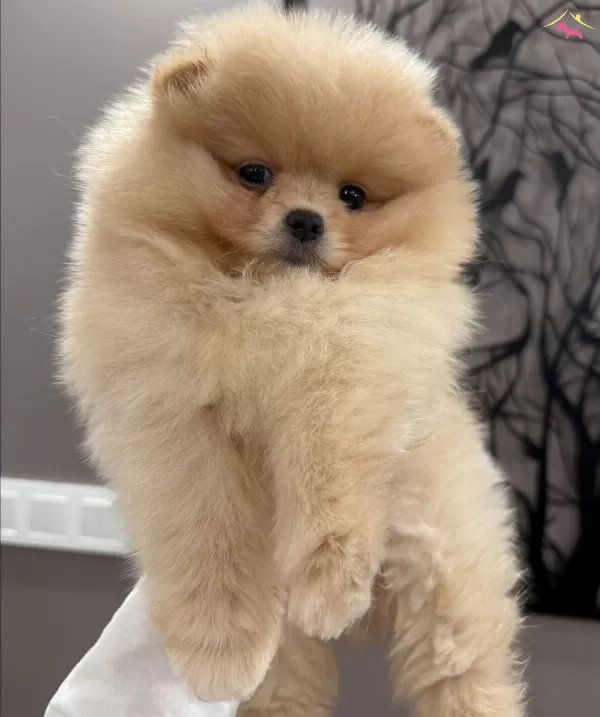 Istanbul Subemizdeayı Surat Garantili Teddy Bear Yavrularım