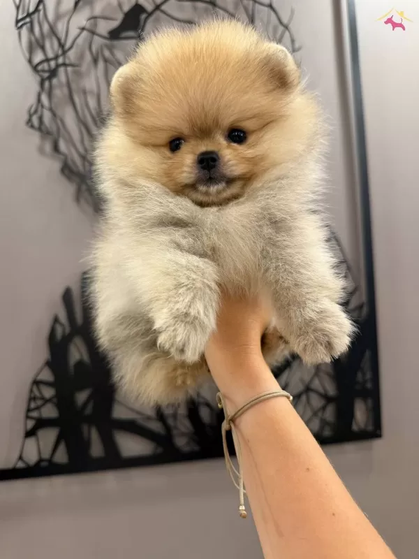 Istanbul Subemizdeayı Surat Garantili Teddy Bear Yavrularım