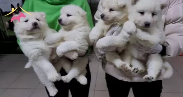 Safkan Irk Garantili Samoyed Yavrular