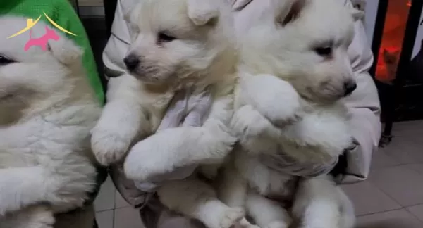 Safkan Irk Garantili Samoyed Yavrular