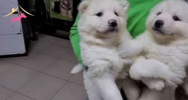 Safkan Irk Garantili Samoyed Yavrular