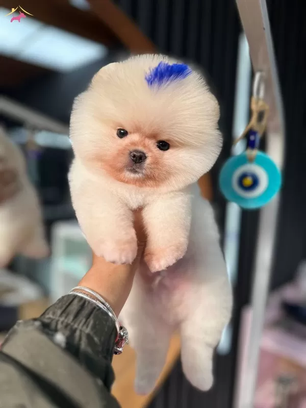 Yuzde Yüz Ayı Surat Ust Kalite Pomeranian Boo
