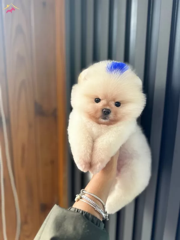 Yuzde Yüz Ayı Surat Ust Kalite Pomeranian Boo
