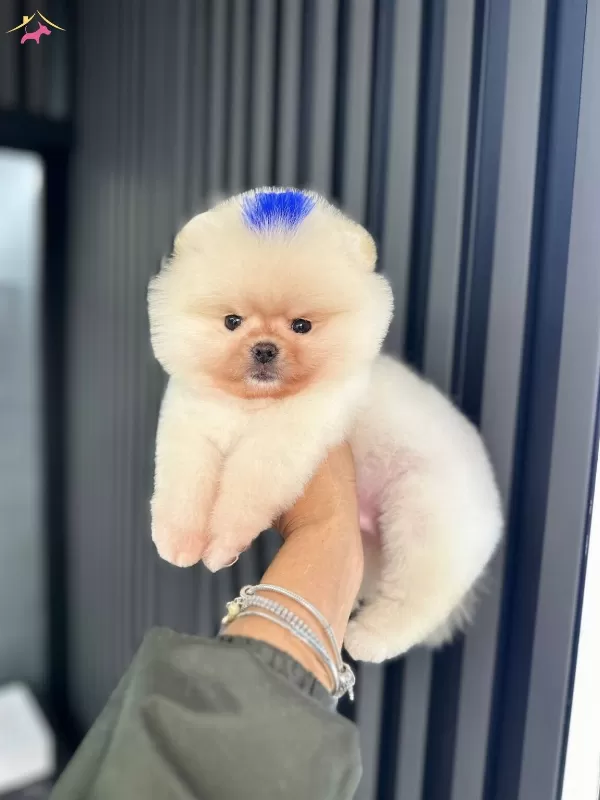 Yuzde Yüz Ayı Surat Ust Kalite Pomeranian Boo
